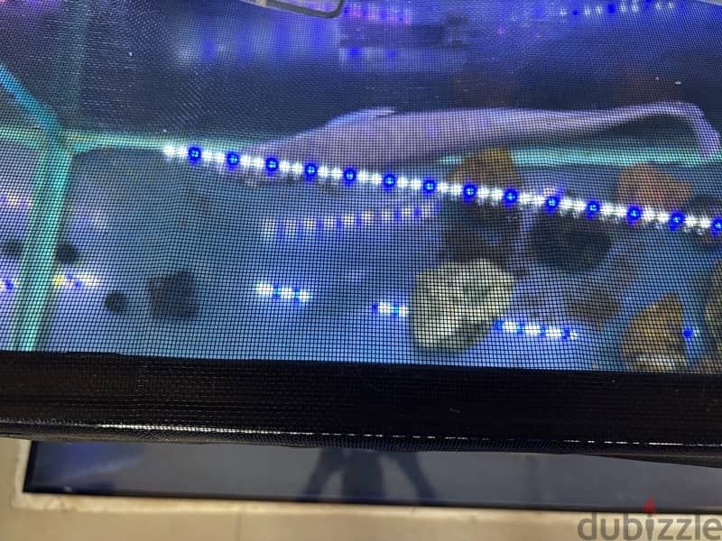 Arowana for Sale almost 2 feet super healthy and active 5