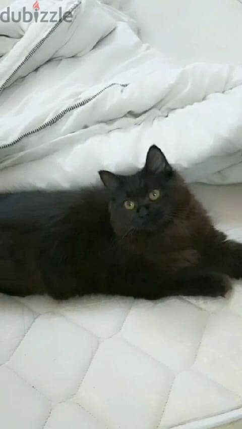 6 month old female cat (free) 1