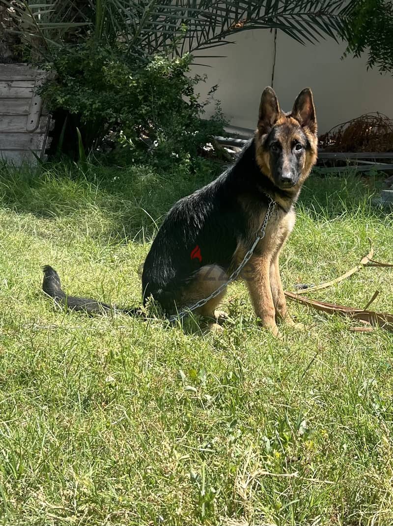 German Shepherd 1