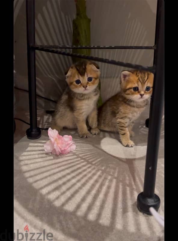 scottish fold and straight for sale للبيع سكوتيش فولد و ستريت 3