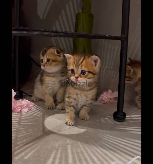 scottish fold and straight for sale للبيع سكوتيش فولد و ستريت 4