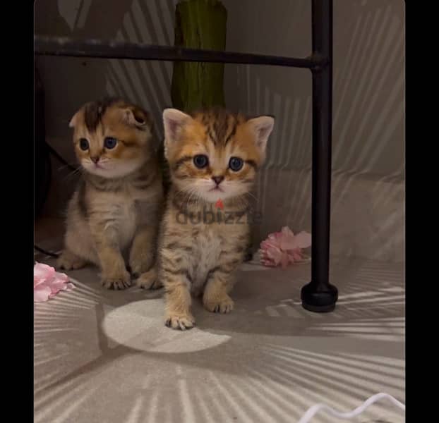 scottish fold and straight for sale للبيع سكوتيش فولد و ستريت 5