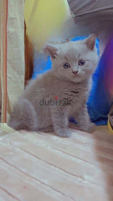 kittens for sale  كتنز للبيع 2