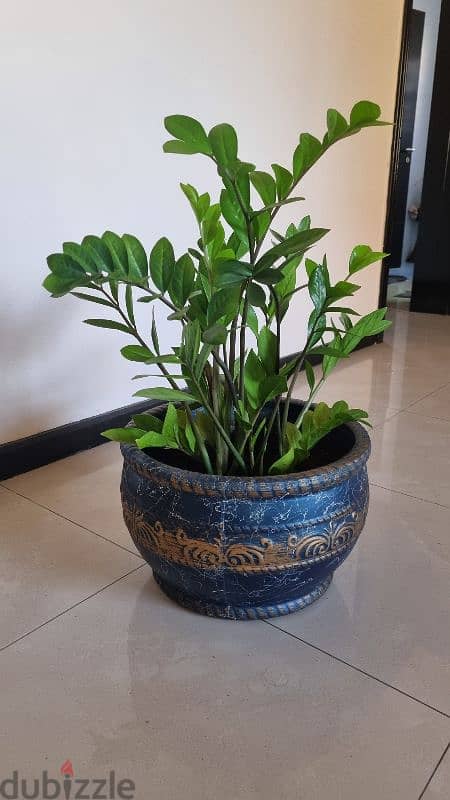 Rubber plant with large ceramic pot 0