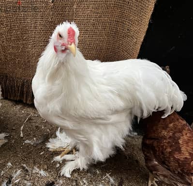 AMERICAN BRAHMA ROOSTER