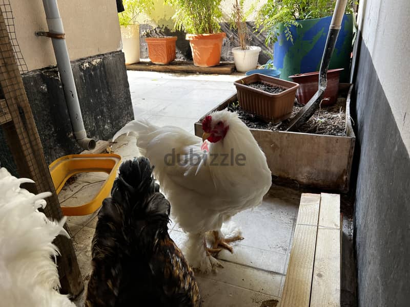 AMERICAN BRAHMA ROOSTER 1