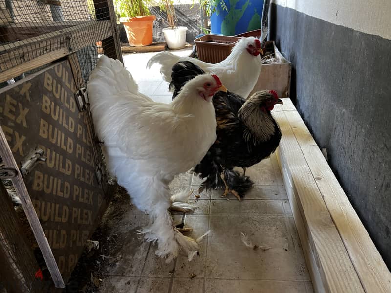 AMERICAN BRAHMA ROOSTER 2