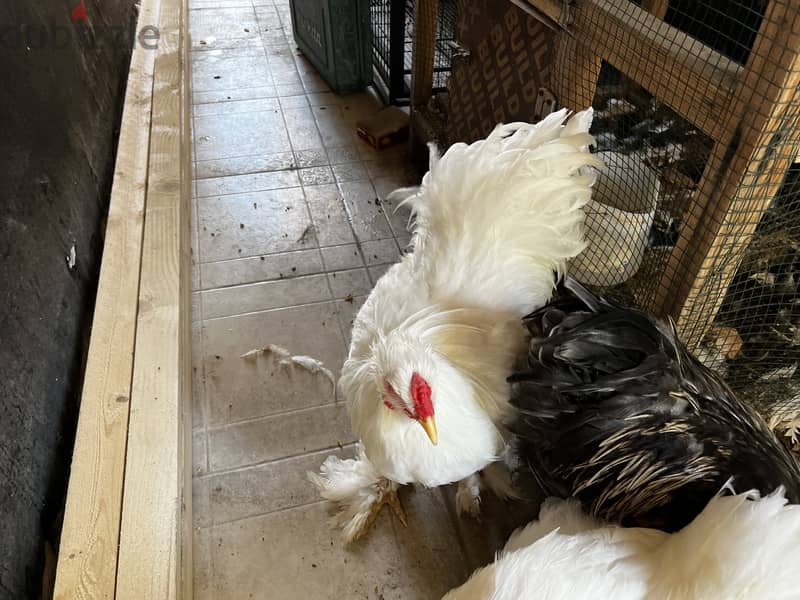 AMERICAN BRAHMA ROOSTER 3