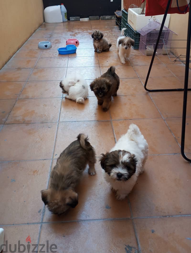 Puppies mixed breed pet for sale 0