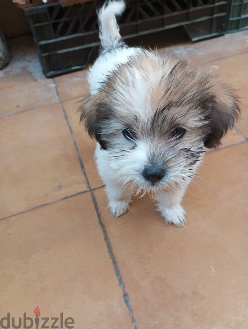 Puppies mixed breed pet for sale 1