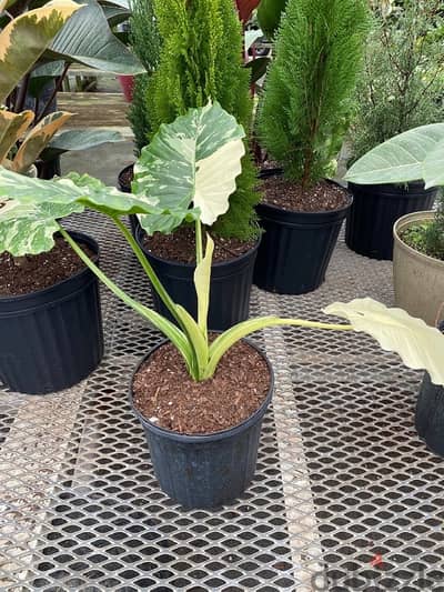 variegated alocasia