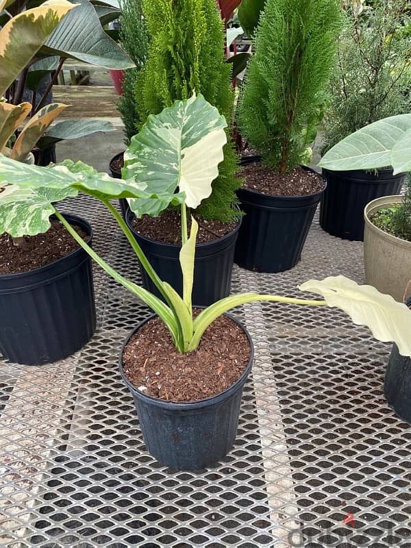 variegated alocasia 0