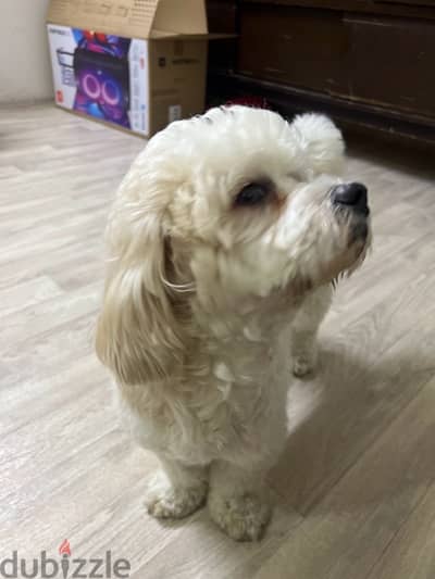 dog for sale  breed cockapoo