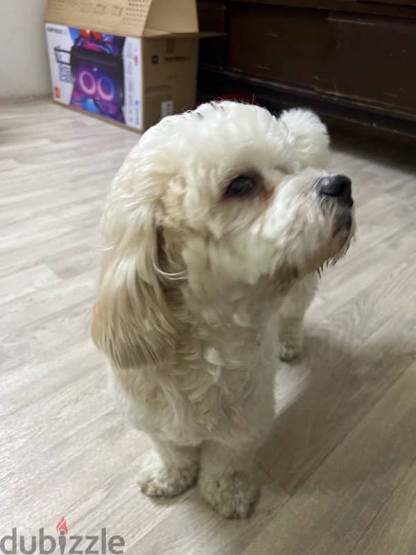 dog for sale  breed cockapoo 0