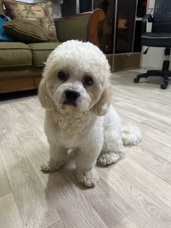 dog for sale  breed cockapoo 1