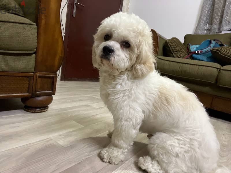 dog for sale  breed cockapoo 2