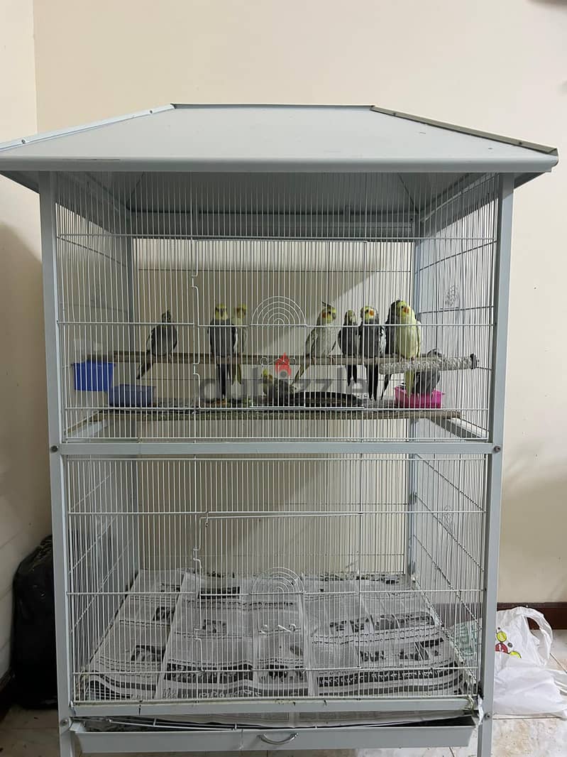 Birds for sale(Cockatiel) 0