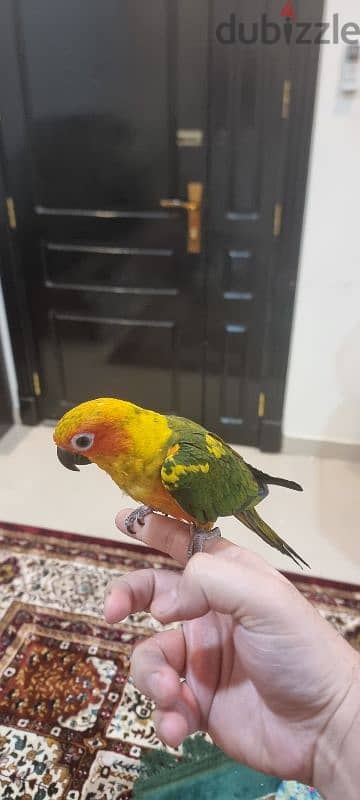 sun conure / صن كنيور 1