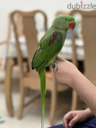 healthy raw nipali parrot jumbo size