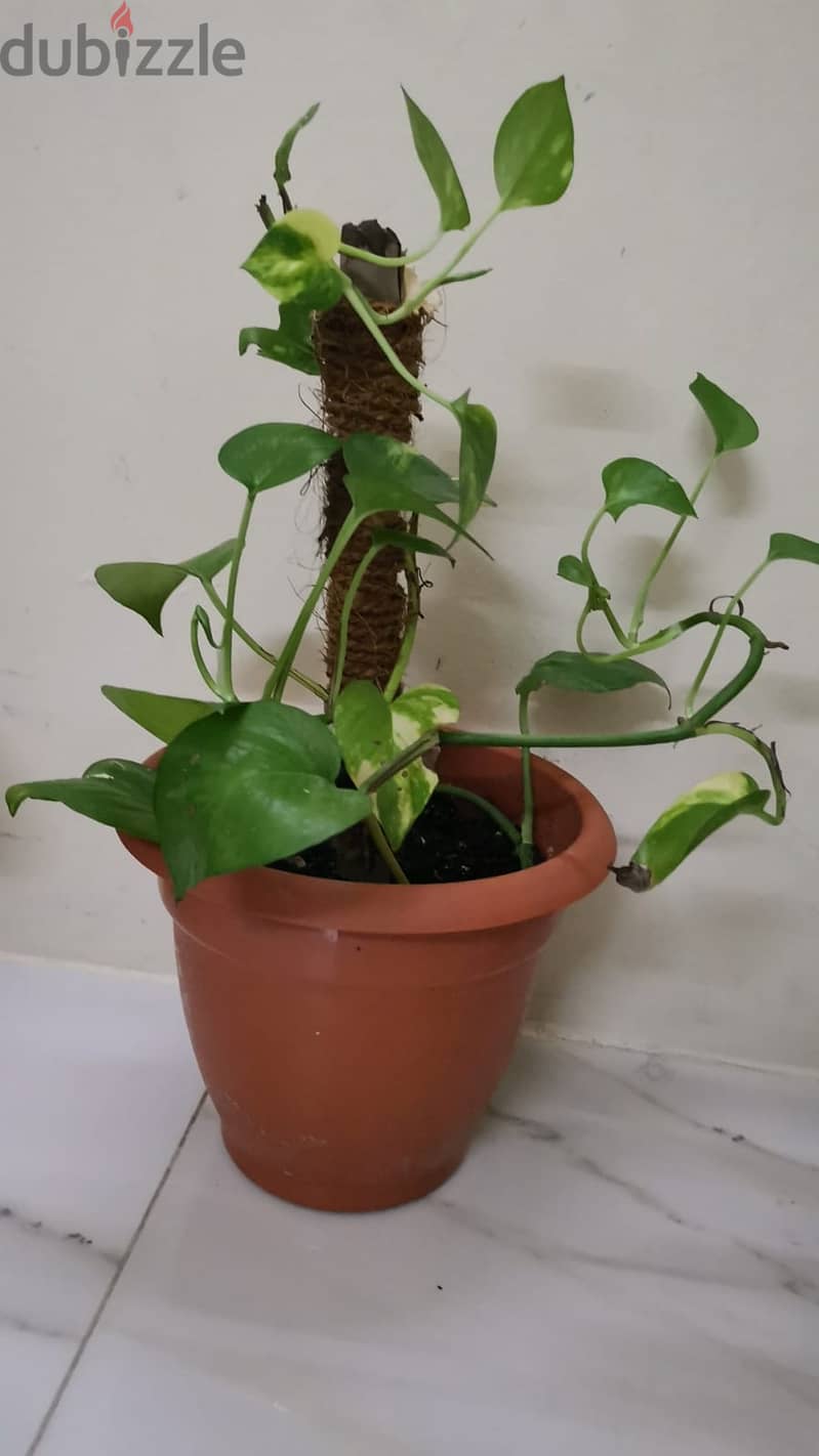 Money plant for sale 0