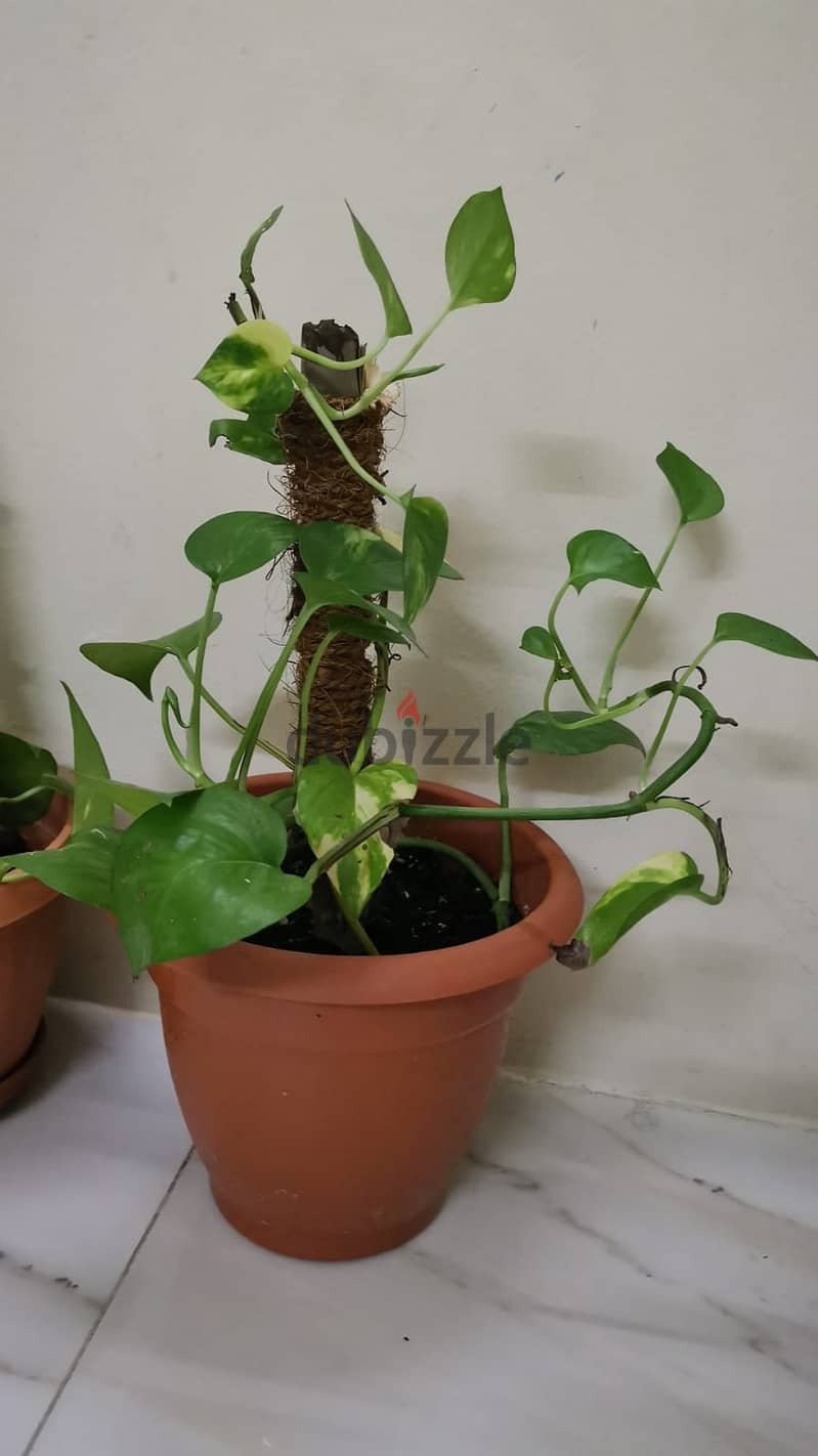 Money plant for sale 1