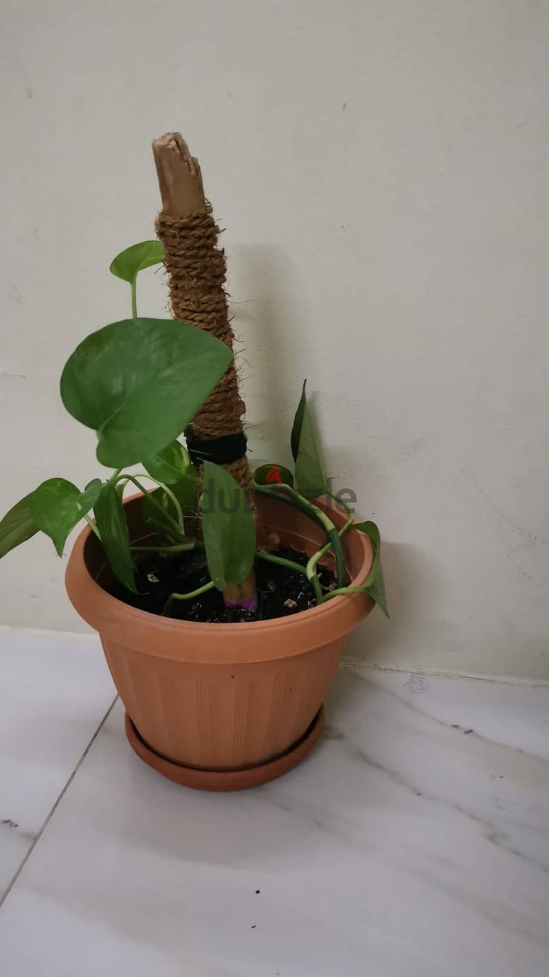 Money plant for sale 0