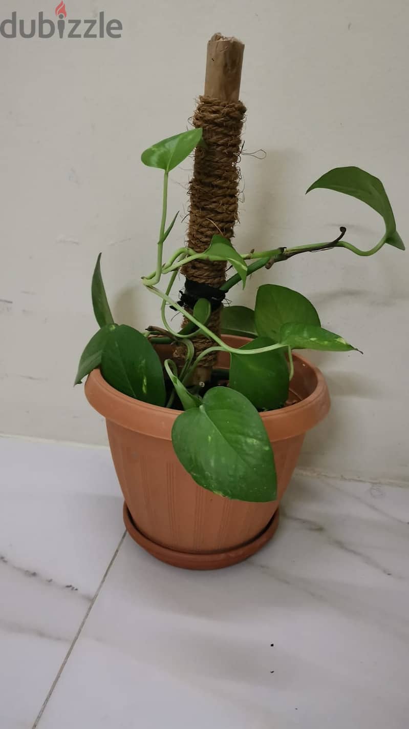 Money plant for sale 1