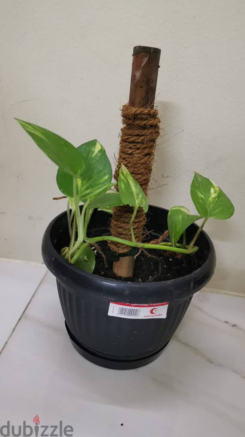 Money plant for sale 0