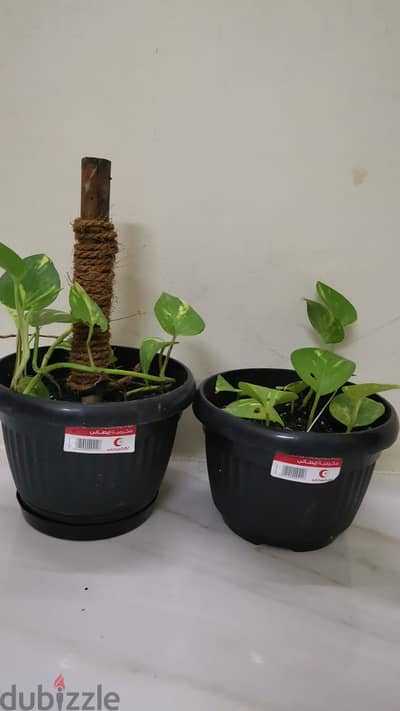 2pcs Money plant for sale