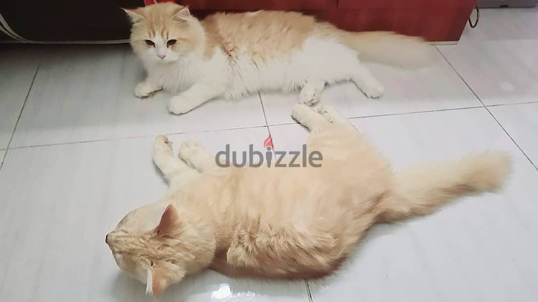 Free adoption 2 Persians cats 3