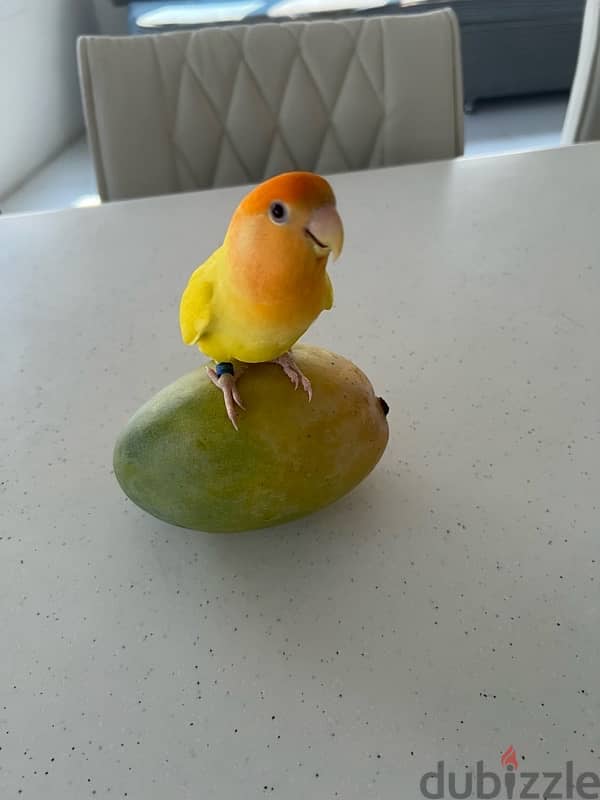 love bird for sale 0