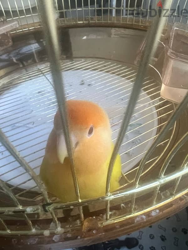 love bird for sale 2