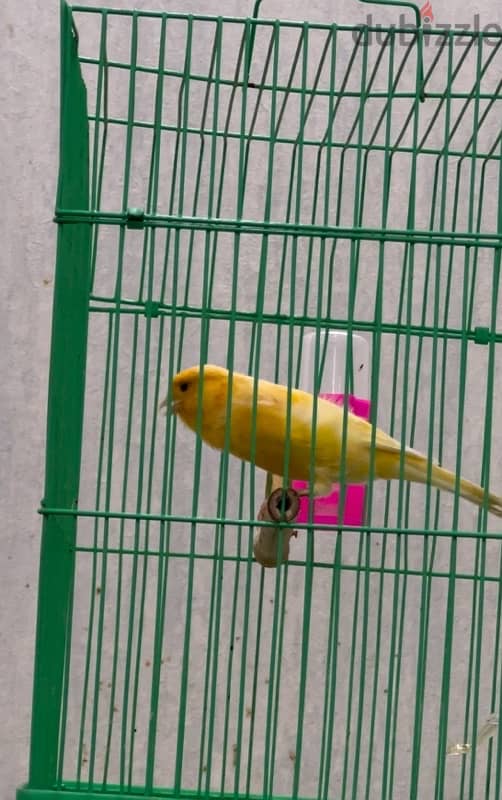 canary male 2