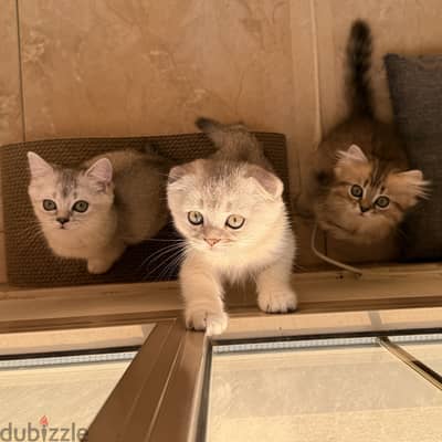 Kittens for sale