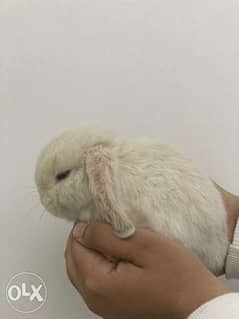 holland lop for sale 0
