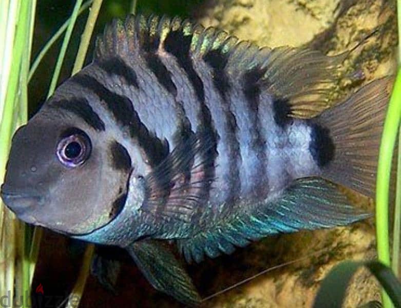 convict cichlid 4.5 _ 4 inch 1