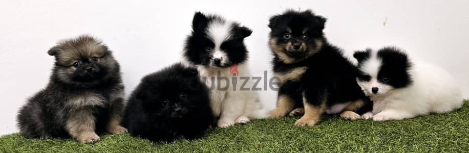 Pomeranian,