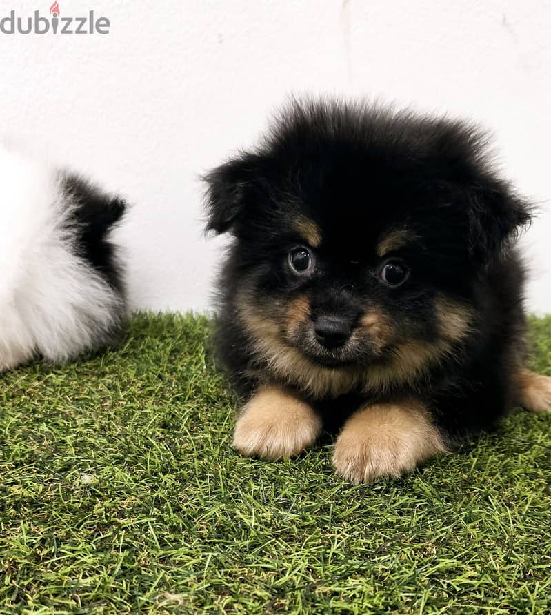 Pomeranian, mini toy poodle, yorki, Golden retriever 1