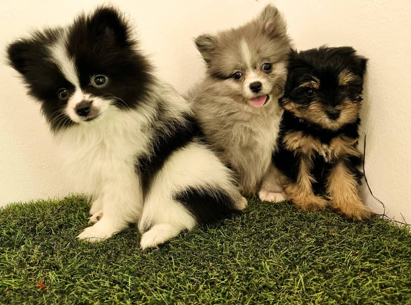 Pomeranian, mini toy poodle, yorki, Golden retriever 3