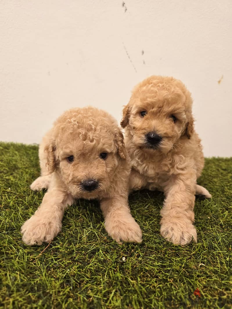 Pomeranian, mini toy poodle, yorki, Golden retriever 6