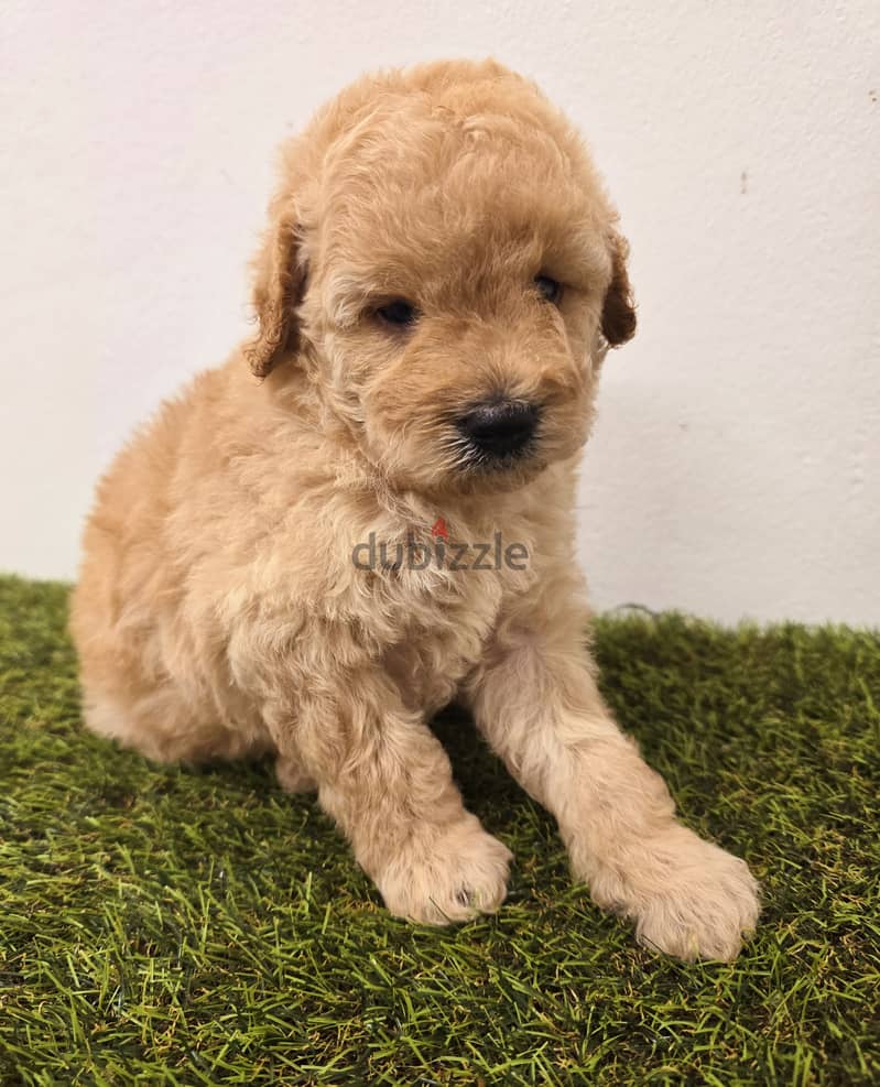 Pomeranian, mini toy poodle, yorki, Golden retriever 7