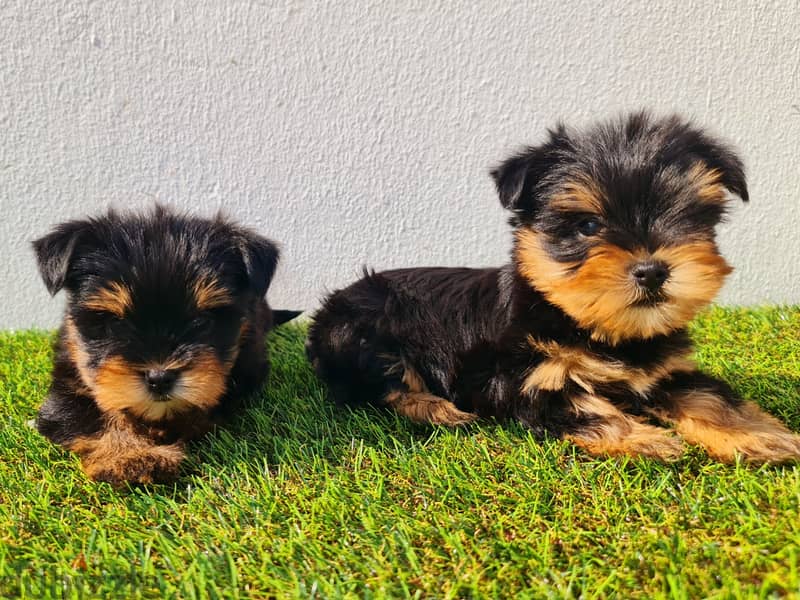 Pomeranian, mini toy poodle, yorki, Golden retriever 10