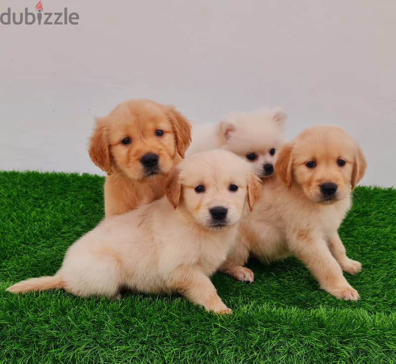 Pomeranian, mini toy poodle, yorki, Golden retriever 11