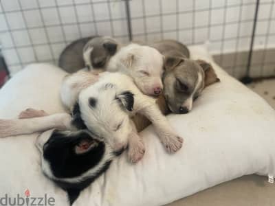 Free puppy adoption to good homes