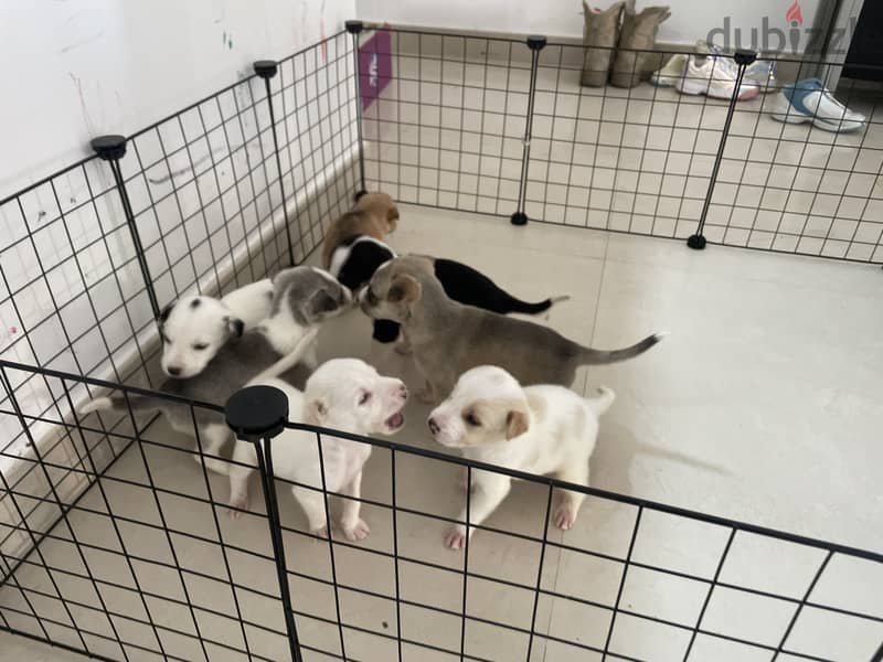 Free puppy adoption to good homes 1