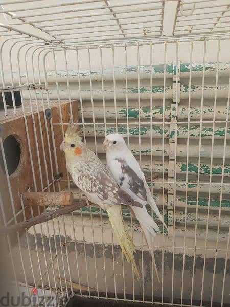 cocktail breeding pair 2