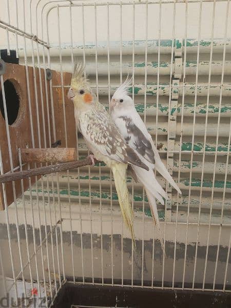 cocktail breeding pair 4