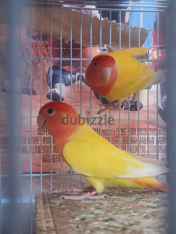 love bird pair 0