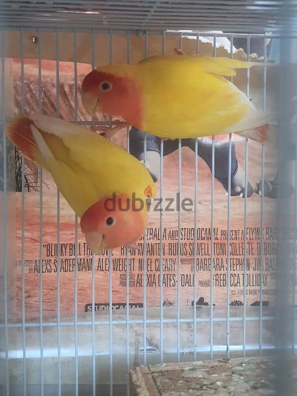 love bird pair 1