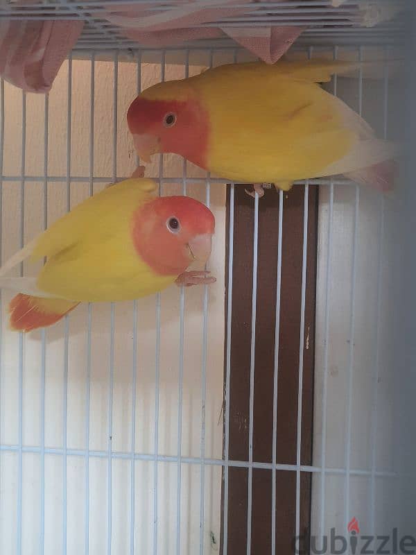 love bird pair 2